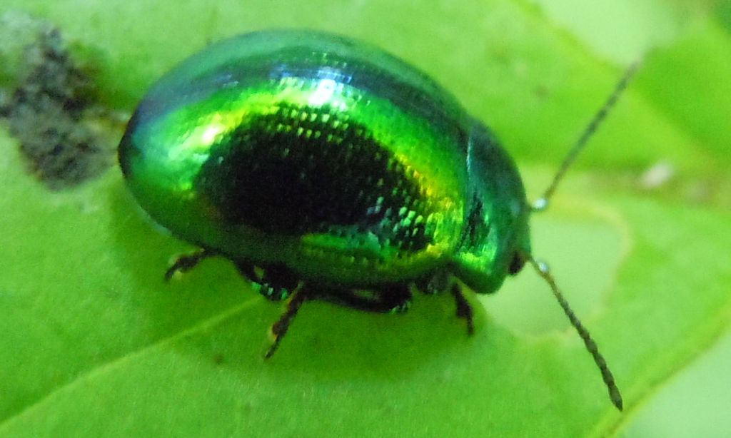 Chrysolina herbacea?